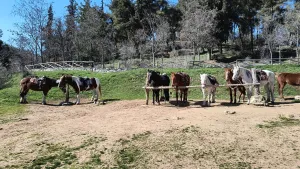 Кончета за езда покрай езерото Керкини